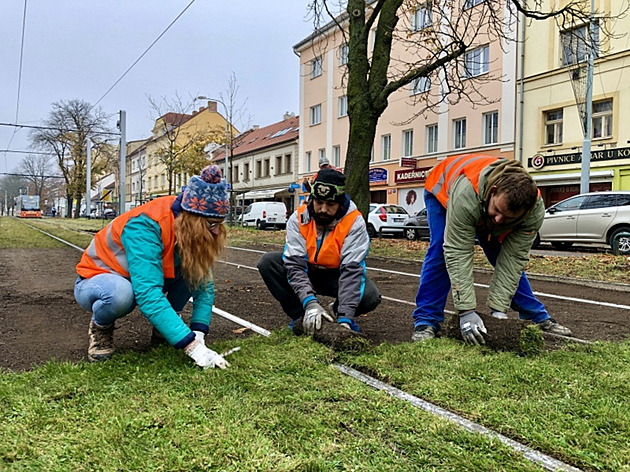 Pokládka travních koberců v Bělohorské ulici. (11. listopadu 2021)