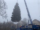 Vnon Plze bude poprv zdobit jedla obrovsk, rostla na Chebsku