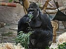 Gorilí samec Richard oslavil své ticáté narozeniny. (13. listopadu 2021)