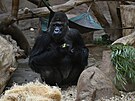 Gorilí samec Richard oslavil své ticáté narozeniny. (13. listopadu. 2021)