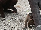 Orangutan sumaterský Kawi oslavil v praské zoo své první narozeniny. (13....
