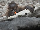 Orangutan sumaterský Kawi oslavil v praské zoo své první narozeniny. (13....