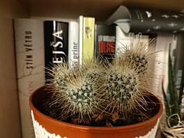 Fotografie pořízená smartphonem Honor 50