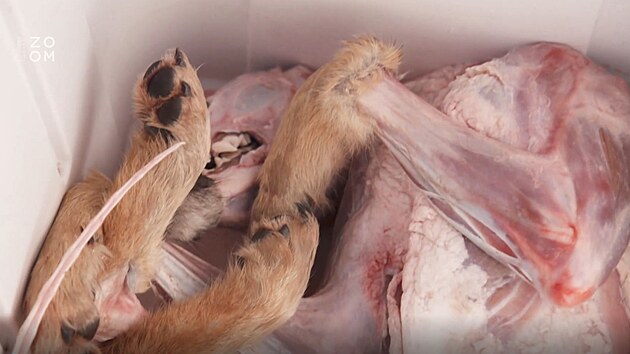 Čerstvý kojot v chladicím boxu