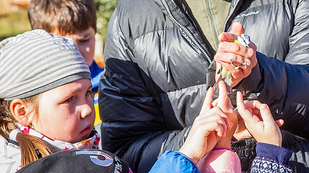 Ornitolog Jakub Vlek dtem v Temeln pedvdl, jak se kroukuj ptci. Na snmku dr skoru modinku. Vzkum m pomoci k tomu zjistit, kolik a jak druhy opeenc se v okol jadern elektrrny pohybuje v obdob podzimn migrace.