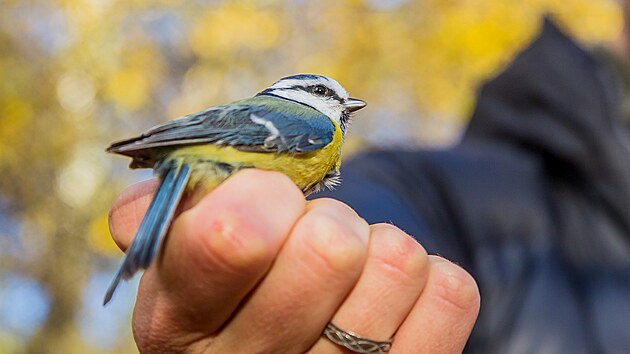 Ornitolog Jakub Vlek dtem v Temeln pedvdl, jak se kroukuj ptci. Vzkum m pomoci k tomu zjistit, kolik a jak druhy opeenc se v okol jadern elektrrny pohybuje v obdob podzimn migrace.