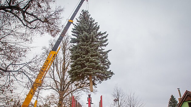 O pevoz a umstn stromu se postarali zamstnanci Les a rybnk msta esk Budjovice. (14. listopadu 2021)