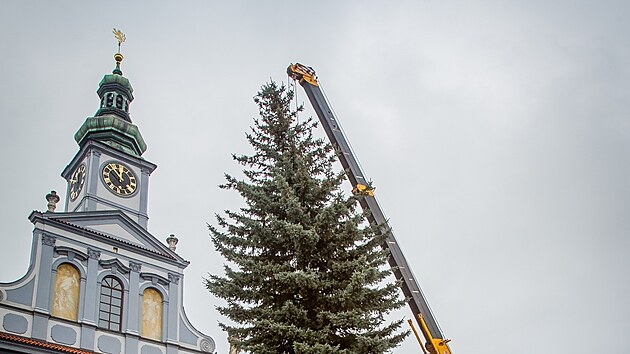 O převoz a umístění stromu se postarali zaměstnanci Lesů a rybníků města České Budějovice. (14. listopadu 2021)