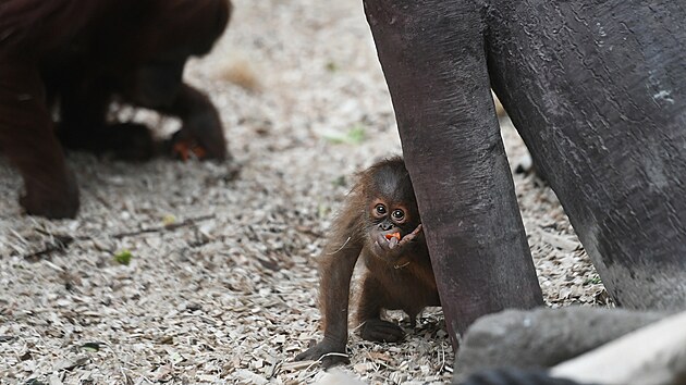 Orangutan sumatersk Kawi oslavil v prask zoo sv prvn narozeniny. (13. listopadu 2021)