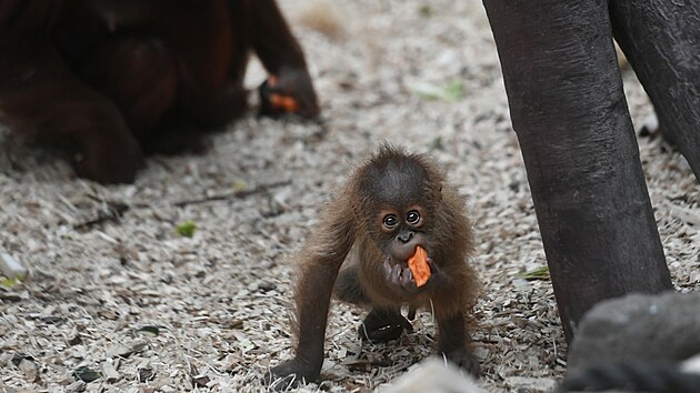 Orangutan sumatersk Kawi oslavil v prask zoo sv prvn narozeniny. (13. listopadu 2021)