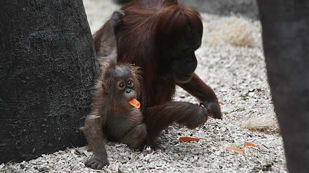 Orangutan sumatersk Kawi oslavil v prask zoo sv prvn narozeniny. (13. listopadu 2021)