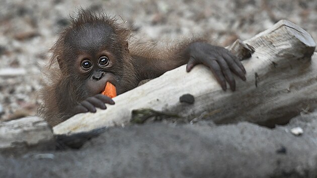 Orangutan sumatersk Kawi oslavil v prask zoo sv prvn narozeniny. (13. listopadu 2021)