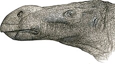 P�edpokládaný zjev býlo�ravého dinosaura  Brighstoneus simmondsi (12. listopadu...
