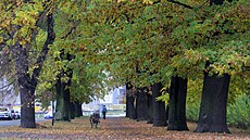 Duby v Prost�jov� se uchází o titul Alej roku 2021