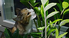 Řada pokojových rostlin je jedovatá, což ohrožuje především kočky (pozor i na...