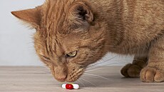 Léky zásadně nenechávejte volně ležet, kočky vlezou všude.