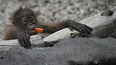 Orangutaní samika Diri v praské zoo