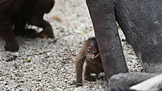 Orangutan sumaterský Kawi oslavil v praské zoo své první narozeniny. (13....