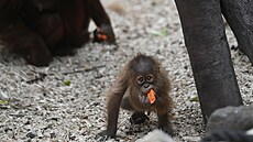 Orangutan sumaterský Kawi oslavil v praské zoo své první narozeniny. (13....