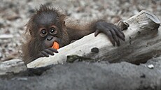 Orangutan sumaterský Kawi oslavil v pražské zoo své první narozeniny. (13....