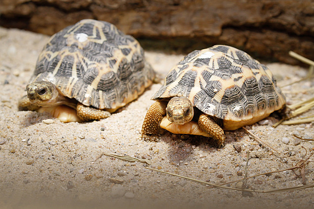 Želvy nepatří do voliéry k papouškům. Stejně tak se některé děti nehodí na některé profese