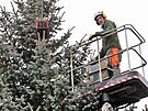 Kácení a pevoz vánoního stromu pro Karlovy Vary z Drahovic ped hotel...