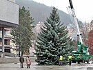 Kácení a pevoz vánoního stromu pro Karlovy Vary z Drahovic ped hotel...