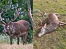 V letoním srpnu byl jet mladý jelen z obory na Mikulovsku plný síly, o dva...