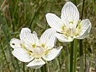 Tolije bahenn� je siln� ohro�en� druh. Kv�t t�to rostliny m� ve znaku i...