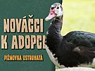 Dvorsk� zoo hled� z�jemce o adopci deseti unik�tn�ch druh� zv��at.