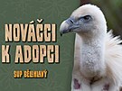Dvorsk� zoo hled� z�jemce o adopci deseti unik�tn�ch druh� zv��at.