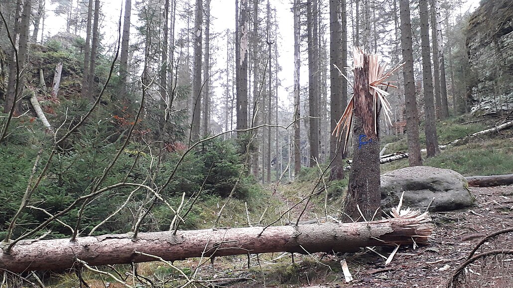 V Českém Švýcarsku experimentují, suché stromy odstraňují pomocí trhaviny