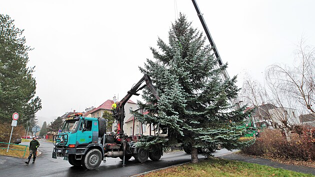 Kácení a převoz vánočního stromu pro Karlovy Vary z Drahovic před hotel Thermal. (22. listopadu 2021)
