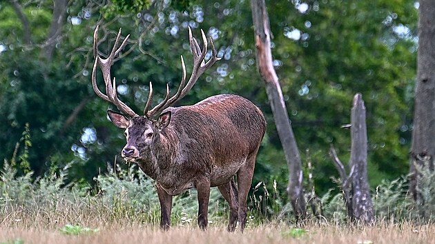 Lesy ČR vypsaly odměnu 200 tisíc korun za informace vedoucí k dopadení pytláka, který v oboře u Mikulova zastřelil mimo jiné tohoto mladého jelena.