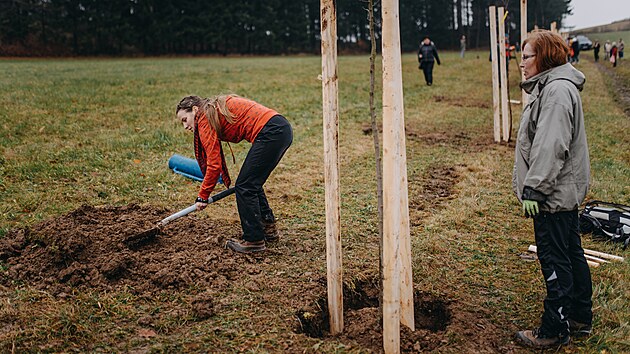 Dobrovolníci vysázeli u Machova na Náchodsku alej jabloní a dalších stromů (20.11.2021).