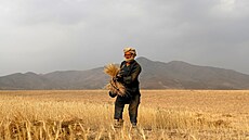 Sklize obilí nedaleko Kábulu (13. ervence 2021)