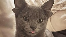 Hvězdou sociální sítě Instagram se stalo čtyřměsíční černé kotě se čtyřma ušima...