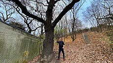 Jeden z památných dub�