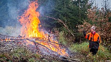 Lesáci z mstské spolenosti Lesy a rybníky msta eské Budjovice osazují u...