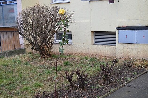 <p>Zatímco ostatní blízké keře, díky péči místních osadníků, již zazimovaly, žlutá růže v Místecké ulici trůní dál navzdory již chladnému počasí. </p>