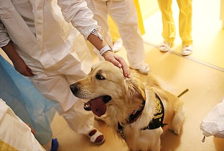 V covidu psy zaali vyuívat v nemocnici v Kyjov na podporu unaveného personálu.