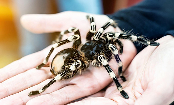 Dva N�mci se sna�ili z Kolumbie vyvést více ne� dv� stovky sklípkan�. Nyní je...