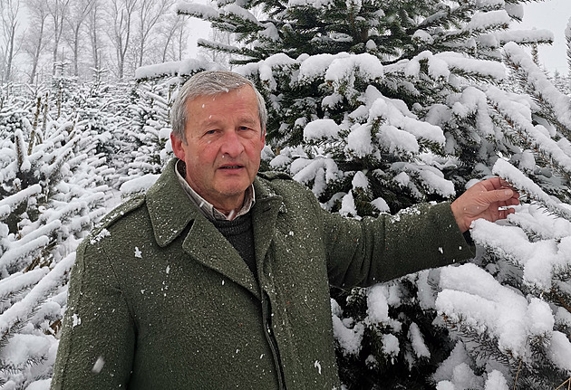 P�stitel váno�ních stromk� Miroslav Kub�