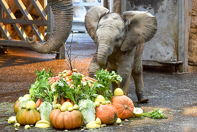 Sloní sameek, odchovaný ve zlínské zoo jako první mlád slona afrického v...