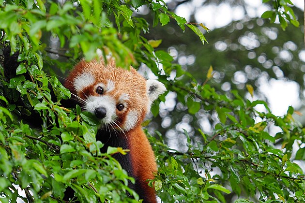 Panda ervená v olomoucké zoo