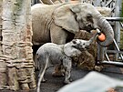 Sameek slona afrického, kterého odchovali ve zlínské zoologické zahrad,...