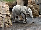 Sameek slona africkho, kterho odchovali ve zlnsk zoologick zahrad,...