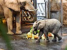 Sameek slona africkho, kterho odchovali ve zlnsk zoologick zahrad,...