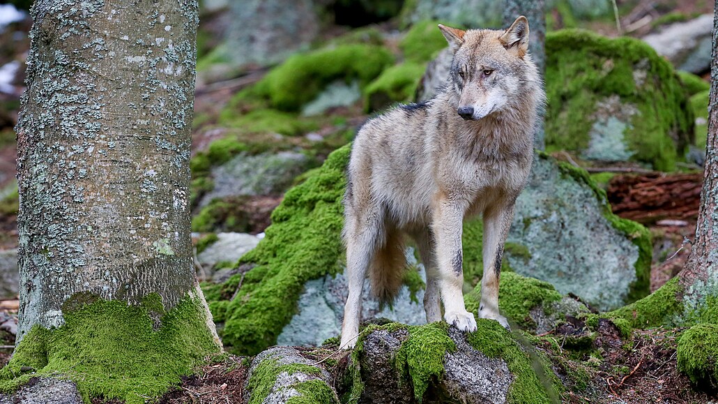 Vlků v Česku přibývá