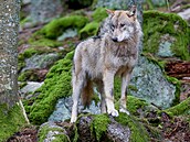 Vlků v Česku přibývá